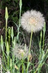 Dandelion Seed Head 이미지 (522562919) - 게티이미지뱅크 Dandelion Seed Head