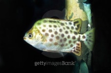 Bautiful Reef Fish 이미지 (508576291) - 게티이미지뱅크 Bautiful Reef Fish