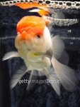 Beautiful Gold fish 이미지 (508627875) - 게티이미지뱅크 Beautiful Gold fish