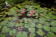 Pink lotus blossoms or water lily flowers blooming on pond 이미지 (480179931) - 게티이미지뱅크 Pink lotus blossoms or water... 