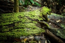 Moss on old wood 이미지 (499247941) - 게티이미지뱅크 Moss on old wood