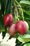 Cerbera oddloam fruit on tree 이미지 (510696559) - 게티이미지뱅크 Cerbera oddloam fruit on tree