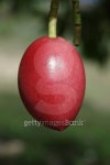 Cerbera oddloam fruit on tree 이미지 (510696563) - 게티이미지뱅크 Cerbera oddloam fruit on tree