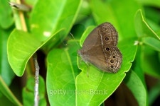 Butterfly in the forest. 이미지 (482415181) - 게티이미지뱅크 Butterfly in the forest.