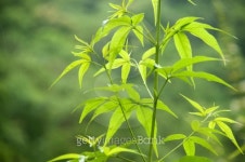 Fresh leaves 이미지 (512918063) - 게티이미지뱅크 Fresh leaves