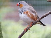 zebra finch 이미지 (516286311) - 게티이미지뱅크 zebra finch