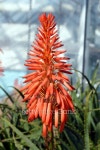 Aloe arborescens Compton 이미지 (481727745) - 게티이미지뱅크 Aloe arborescens Compton