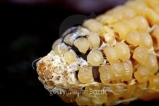 corn rot - disease on ear 이미지 (487121323) - 게티이미지뱅크 corn rot - disease on ear