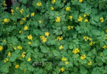 Flowering Greater celandine closeup as background. 이미지 (492602259) - 게티이미지뱅크 Flowering Greater celandine closeup as...