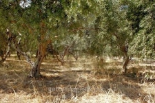 olive grove 이미지 (508650939) - 게티이미지뱅크 olive grove