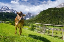 Cow on green meadow with snow covered mountains in background 이미지 (496647717) - 게티이미지뱅크 Cow on green meadow with... 