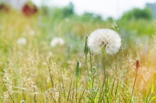 Dandelion field close up 이미지 (517255463) - 게티이미지뱅크 Dandelion field close up