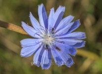 flower chicory. 이미지 (515261847) - 게티이미지뱅크 flower chicory.
