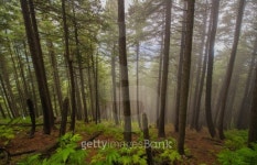 Pine Forest 이미지 (466406729) - 게티이미지뱅크 Pine Forest