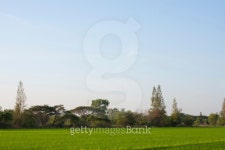 Trees in rice fields. 이미지 (464081531) - 게티이미지뱅크 Trees in rice fields.