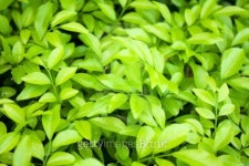 Fresh green leaves. 이미지 (463143793) - 게티이미지뱅크 Fresh green leaves.