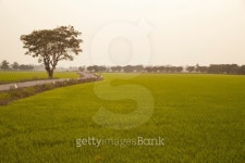 Trees in rice fields. 이미지 (464075635) - 게티이미지뱅크 Trees in rice fields.