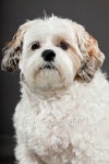 White boomer dog on dark grey background. 이미지 (487104395) - 게티이미지뱅크 White boomer dog on dark grey background.