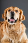 Golden retriever against grey background. Studio shot. 이미지 (489083045) - 게티이미지뱅크 Golden retriever against grey... 