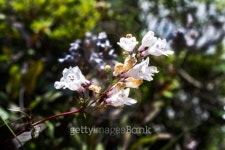 씨유서귀스프링데일씨씨점 | CU Small White Spring Flowers 이미지 (497253111) - 게티이미지뱅크 CU Small White Spring Flowers