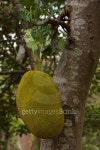 Jackfruit on tree 이미지 (487018473) - 게티이미지뱅크 Jackfruit on tree