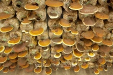 Ganoderma in the mushroom farm 이미지 (481545217) - 게티이미지뱅크 Ganoderma in the mushroom farm