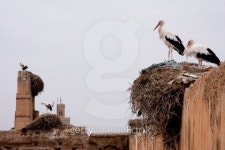 Stork nests on the walls od El Badi Palace, Marrakesh 이미지 (510518687) - 게티이미지뱅크 Stork nests on the walls od El Badi... 