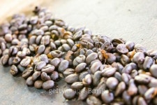 피 아이 엘(PIL)로스터리 | Freshly medium roasted coffee pile 이미지 (489774841) - 게티이미지뱅크 Freshly medium roasted coffee pile