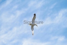 Free as a bird 이미지 (466639961) - 게티이미지뱅크 Free as a bird