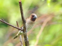 Bird scaly breasted munia . 이미지 (463614313) - 게티이미지뱅크 Bird scaly breasted munia .