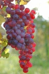 grape 이미지 (508186637) - 게티이미지뱅크 grape