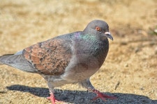 Free As A Bird 이미지 (517423879) - 게티이미지뱅크 Free As A Bird