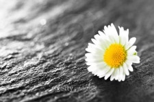 Tiny daisy flower. 이미지 (474447415) - 게티이미지뱅크 Tiny daisy flower.
