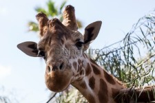 Giraffe close-up 이미지 (470672599) - 게티이미지뱅크 Giraffe close-up