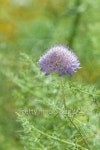 wildflower series 이미지 (495151489) - 게티이미지뱅크 wildflower series