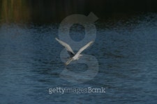 Free Bird, Free As A Bird Should Be, Inspirational 이미지 (477385033) - 게티이미지뱅크 Free Bird, Free As A Bird Should Be... 