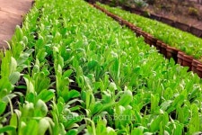 traditional farm 이미지 (521183433) - 게티이미지뱅크 traditional farm