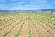 Flowering strawberry field early spring 이미지 (483228673) - 게티이미지뱅크 Flowering strawberry field early spring