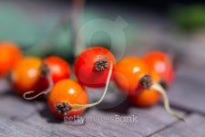 Rosehips 이미지 (508789469) - 게티이미지뱅크 Rosehips