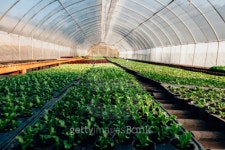 Hydroponic Greenhouse 이미지 (510339105) - 게티이미지뱅크 Hydroponic Greenhouse