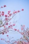 pink flower on high tree 이미지 (488689455) - 게티이미지뱅크 pink flower on high tree