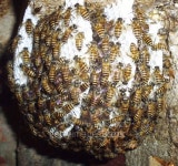 Close up  bees on honeycells. 이미지 (499615471) - 게티이미지뱅크 Close up  bees on honeycells.