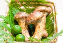 Matsutake mushroom of Japan 이미지 (525436497) - 게티이미지뱅크 Matsutake mushroom of Japan