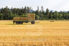Cart with hay on it 이미지 (469583127) - 게티이미지뱅크 Cart with hay on it
