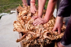 Dried tobacco 이미지 (463277955) - 게티이미지뱅크 Dried tobacco