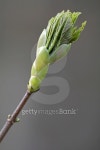 Maple leaf bud 이미지 (527476687) - 게티이미지뱅크 Maple leaf bud