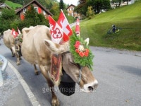 Farmers with a herd of cows on the annual transhumance 이미지 (511319977) - 게티이미지뱅크 Farmers with a herd of cows on the... 