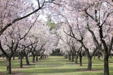 flowering almond trees 이미지 (480577325) - 게티이미지뱅크 flowering almond trees