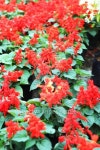 Red flower in the garden 이미지 (503726689) - 게티이미지뱅크 Red flower in the garden