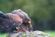 Bird of prey 이미지 (463362129) - 게티이미지뱅크 Bird of prey